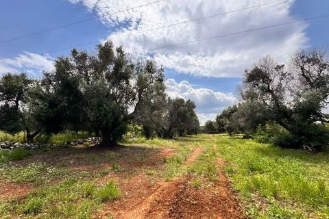 Helårsgrund i Carovigno, Brindisi, Carovigno - € 90.000 | Ref: TER5 - foto 12